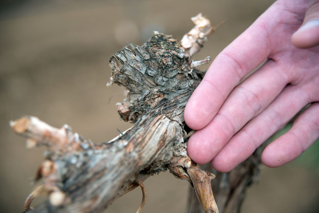 Damaged grape vines in a drought-stricken Lamont vineyard, photographed by David Kosling for the USDA on February 26, 2014. Historical image, not a current conditions report.