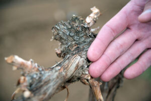 Damaged grape vines in a drought-stricken Lamont vineyard, photographed by David Kosling for the USDA on February 26, 2014. Historical image, not a current conditions report.