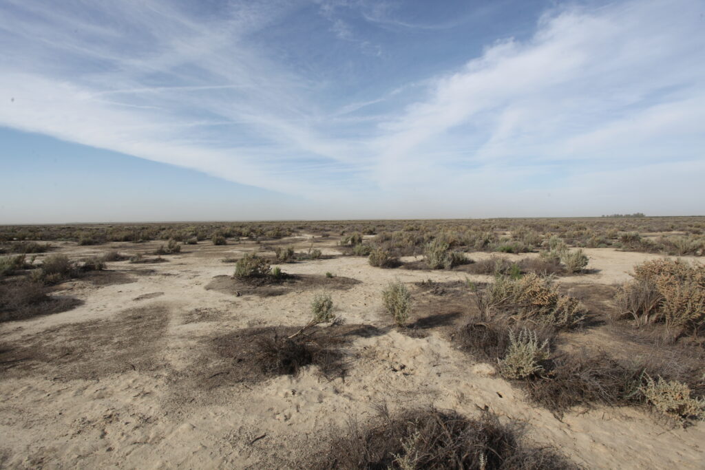 Buttonwillow Ecological Reserve habitat in Kern County. Photo by Michael Westphal, U.S. Bureau of Land Management, public domain.