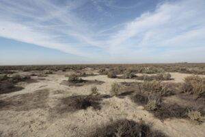 Buttonwillow Ecological Reserve habitat in Kern County. Photo by Michael Westphal, U.S. Bureau of Land Management, public domain.